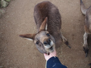 Kangeroo enjoying a scratch.