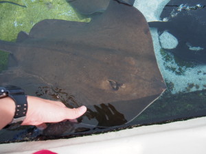 Touched the stingray as it swam past us.