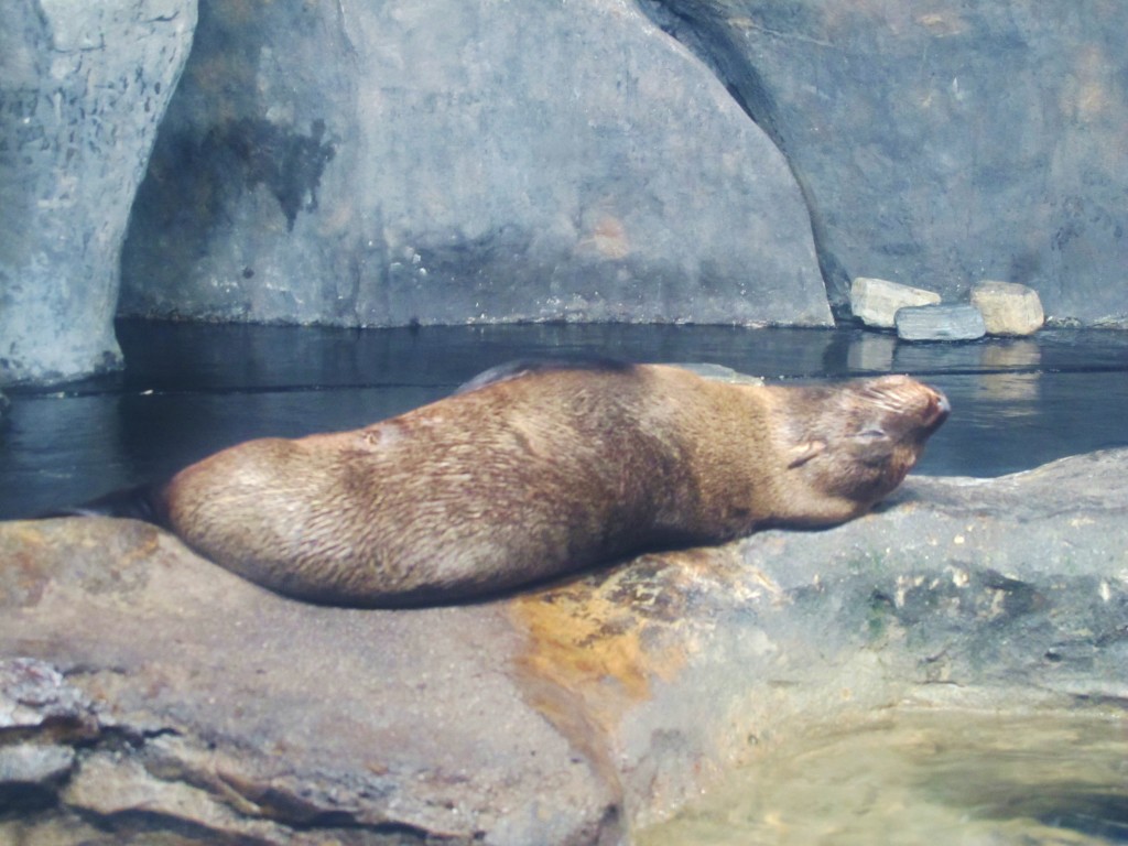 Lazing fur seal.