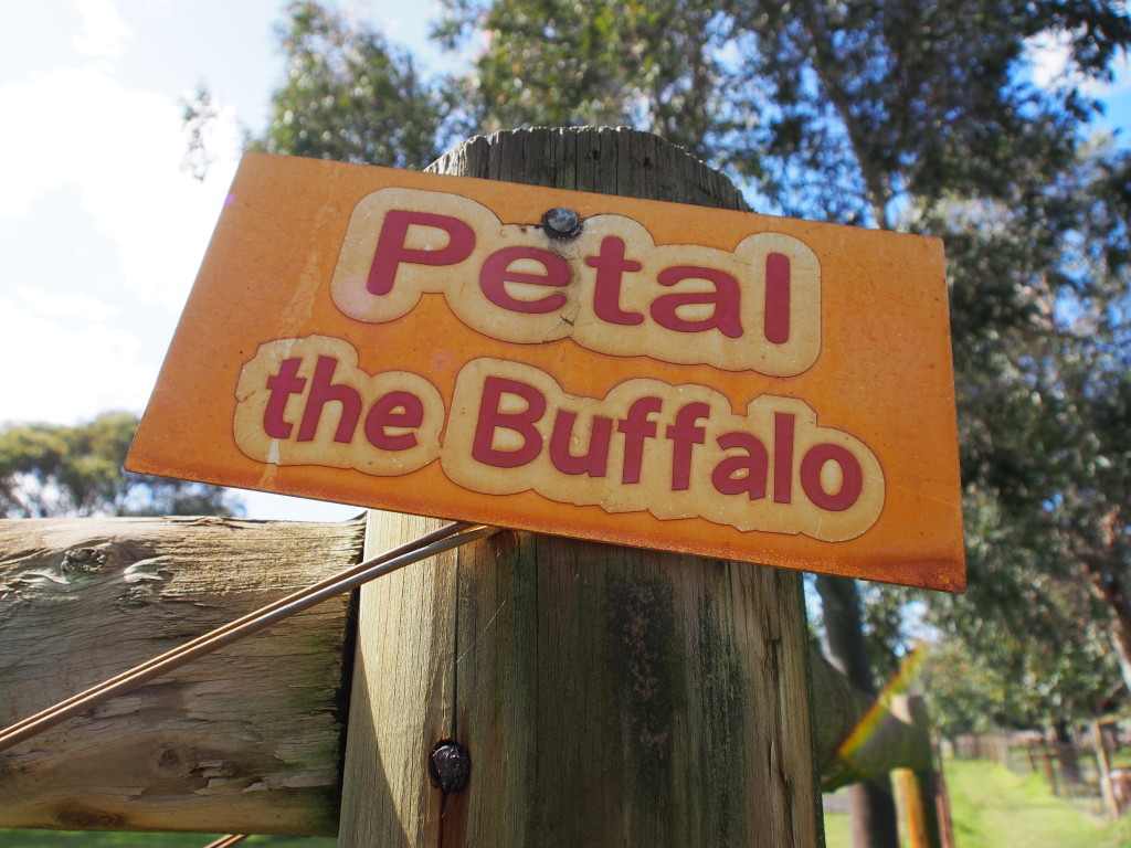 Petal the Buffalo.