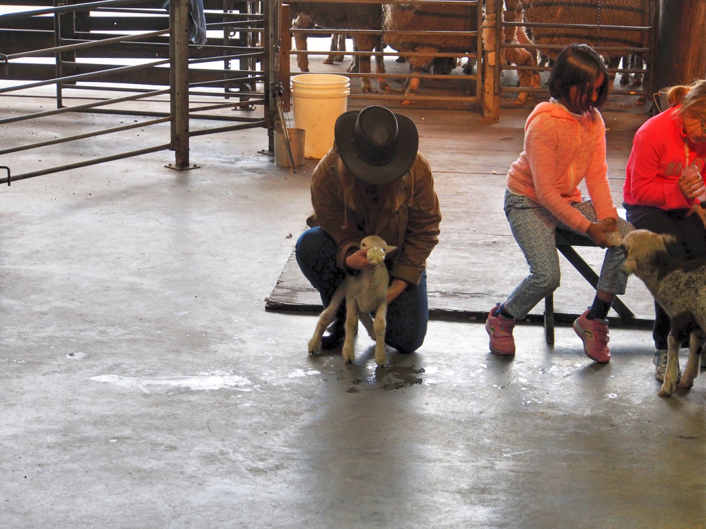 Feeding a 2 weeks young lamb.