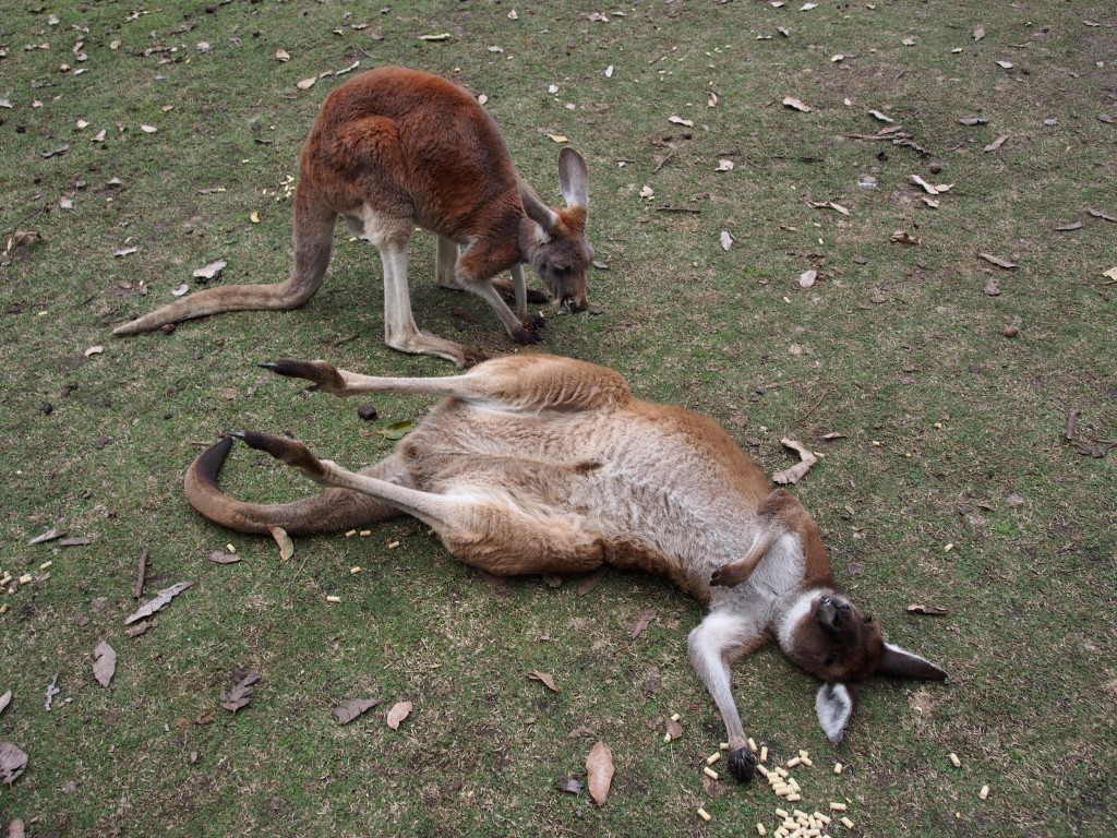 Knocked out kangeroo.