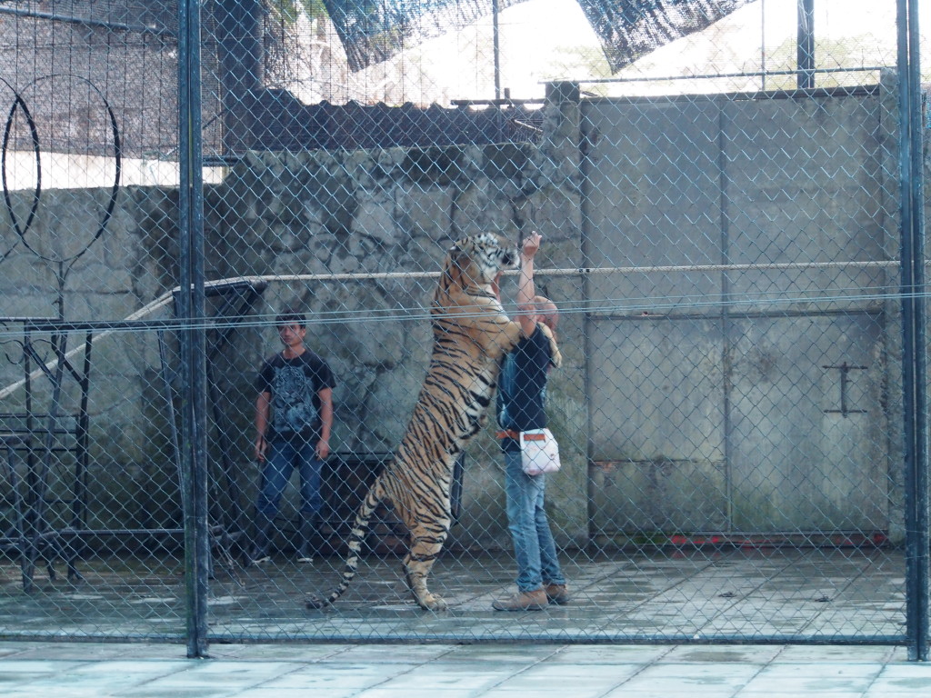 Tiger show within the cage up area.