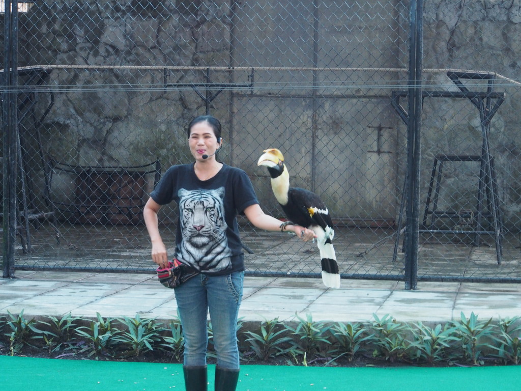 Back to bird show with toucan.