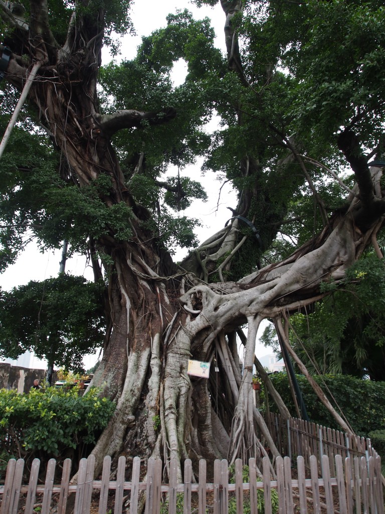 Ficus tree.