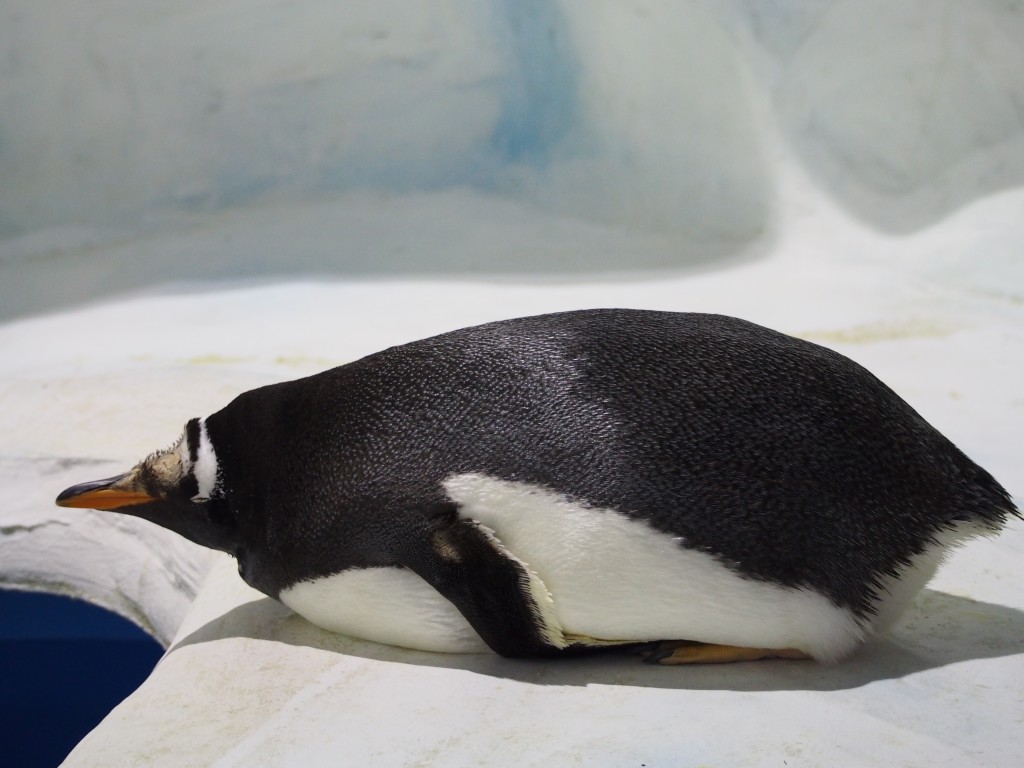 Penguin on its belly.