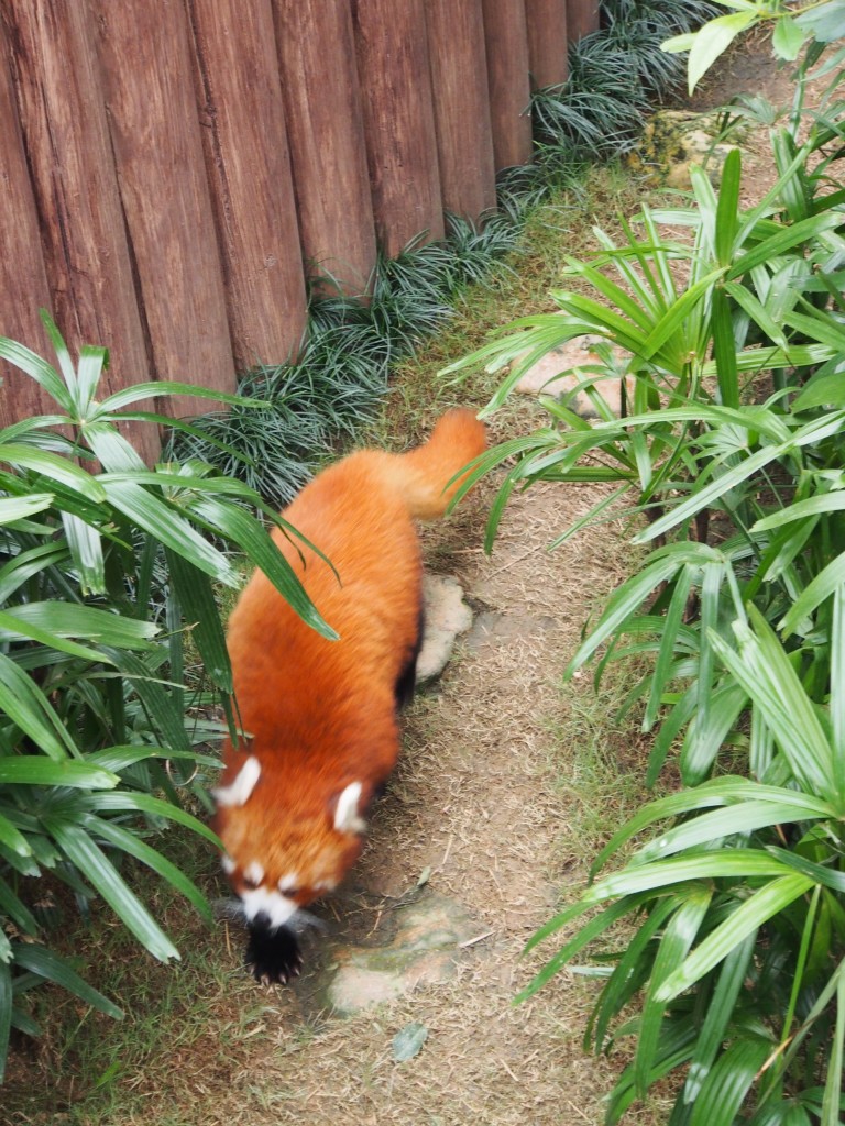 Red panda strolling about.
