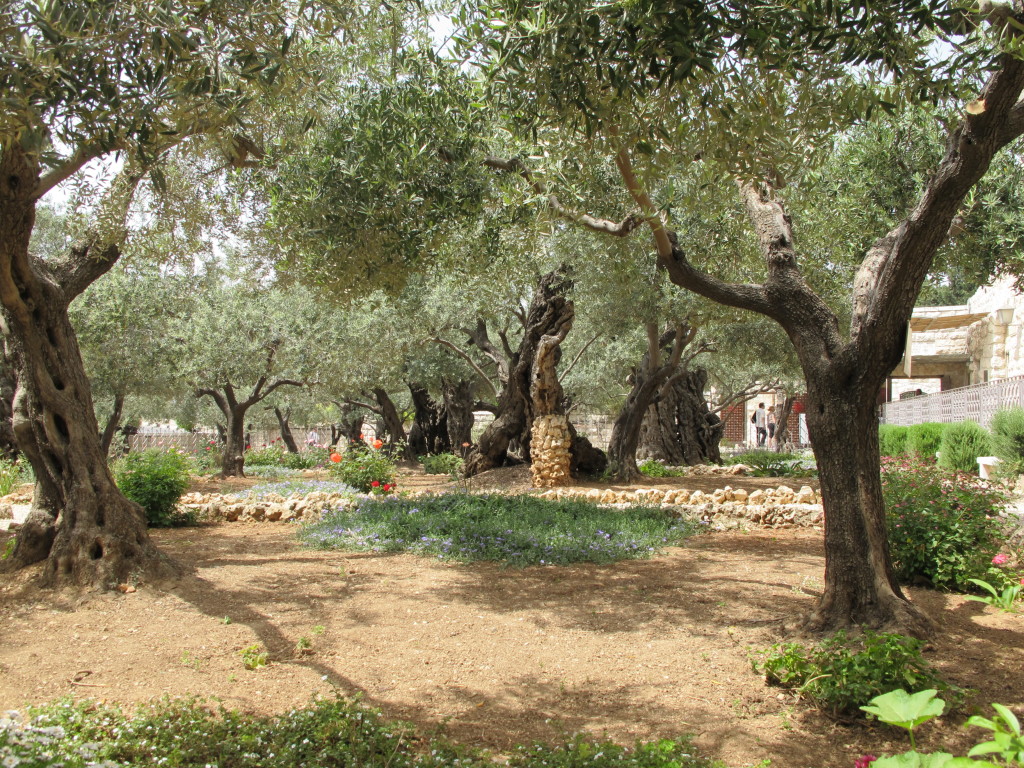 Garden of Olives.