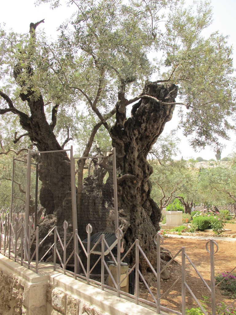 Super old trees.