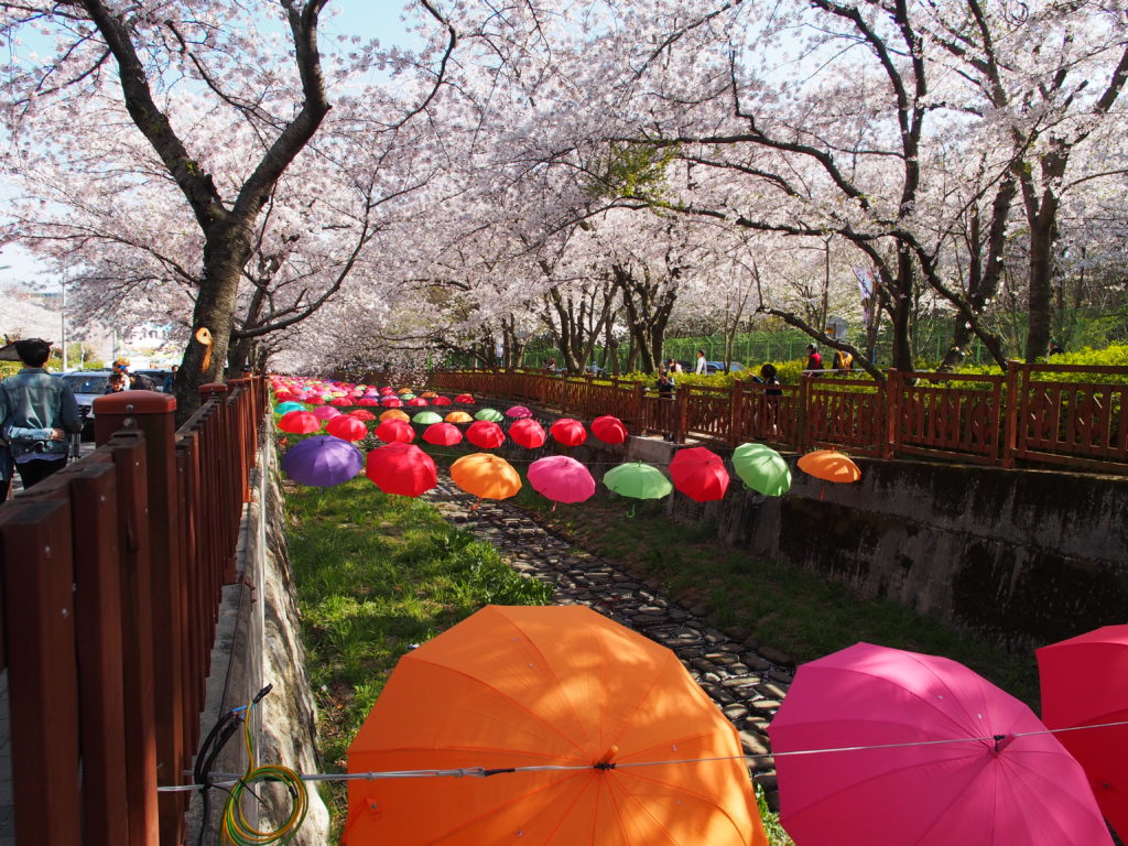 Geoje 2019 Day 2 - Jinhae Cherry Blossom Festival and arrival into Geoje